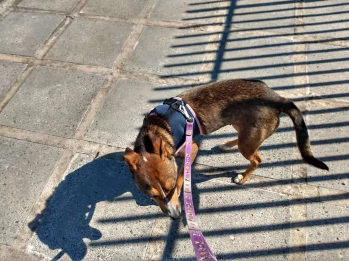 Cachorro ra a srd idade 1 ano nome Pipa
