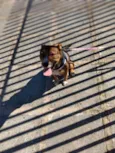 Pipa