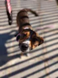 Pipa