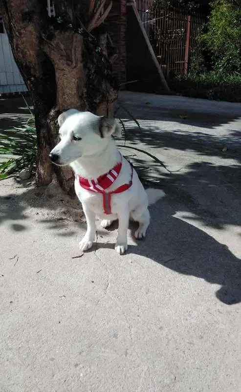 Cachorro ra a SRD idade 1 ano nome Cristal