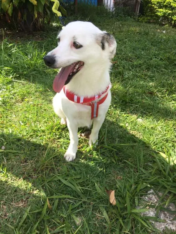 Cachorro ra a SRD idade 1 ano nome Cristal