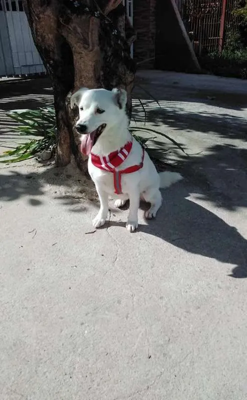 Cachorro ra a SRD idade 1 ano nome Cristal