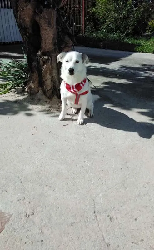 Cachorro ra a SRD idade 1 ano nome Cristal