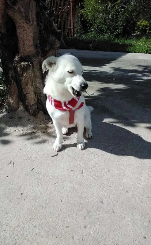 Cachorro ra a SRD idade 1 ano nome Cristal
