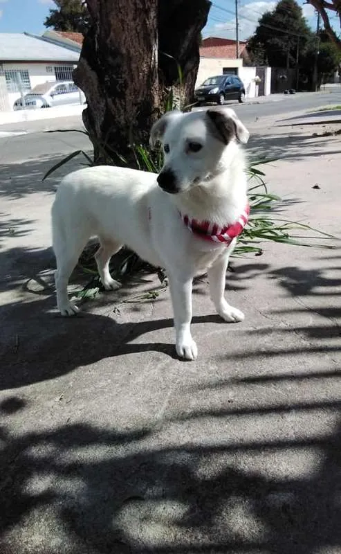 Cachorro ra a SRD idade 1 ano nome Cristal