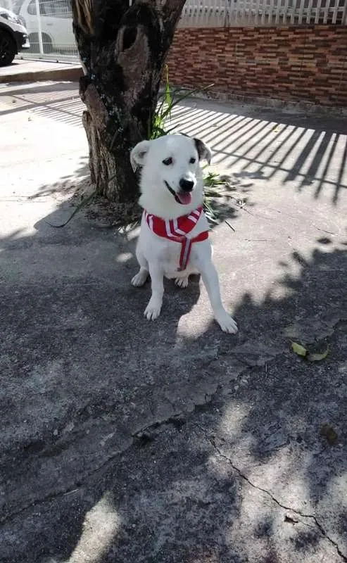 Cachorro ra a SRD idade 1 ano nome Cristal