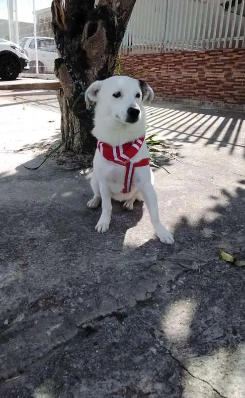 Cachorro ra a SRD idade 1 ano nome Cristal