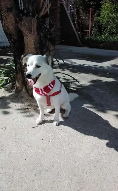 Cachorro ra a SRD idade 1 ano nome Cristal