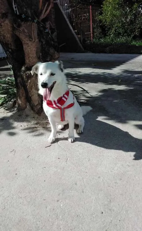 Cachorro ra a SRD idade 1 ano nome Cristal