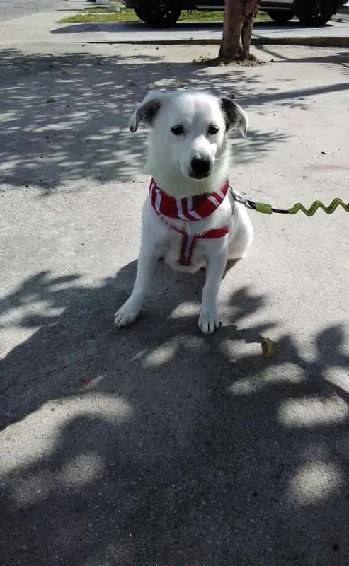 Cachorro ra a SRD idade 1 ano nome Cristal
