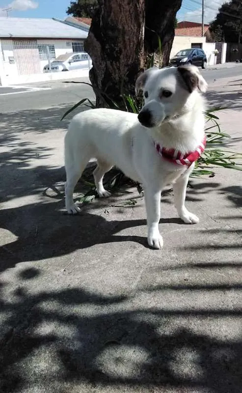 Cachorro ra a SRD idade 1 ano nome Cristal