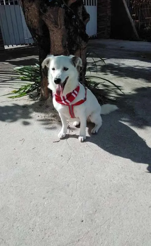 Cachorro ra a SRD idade 1 ano nome Cristal