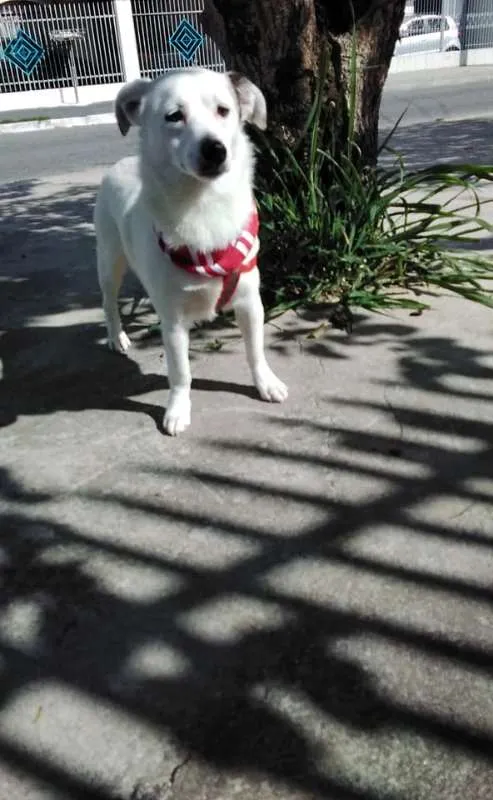 Cachorro ra a SRD idade 1 ano nome Cristal