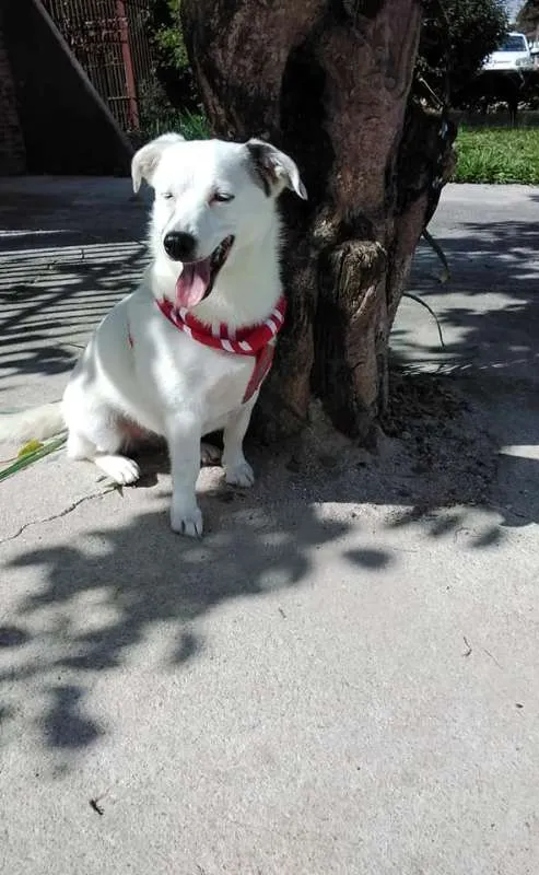Cachorro ra a SRD idade 1 ano nome Cristal