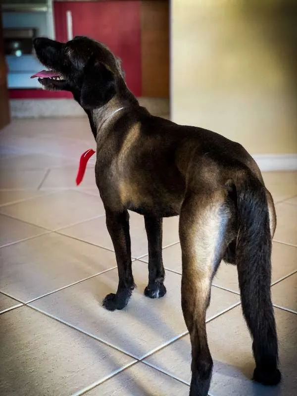 Cachorro ra a Viralata idade 7 a 11 meses nome ALEX