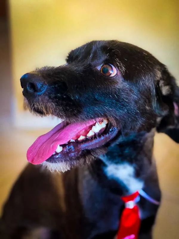 Cachorro ra a Viralata idade 7 a 11 meses nome ALEX