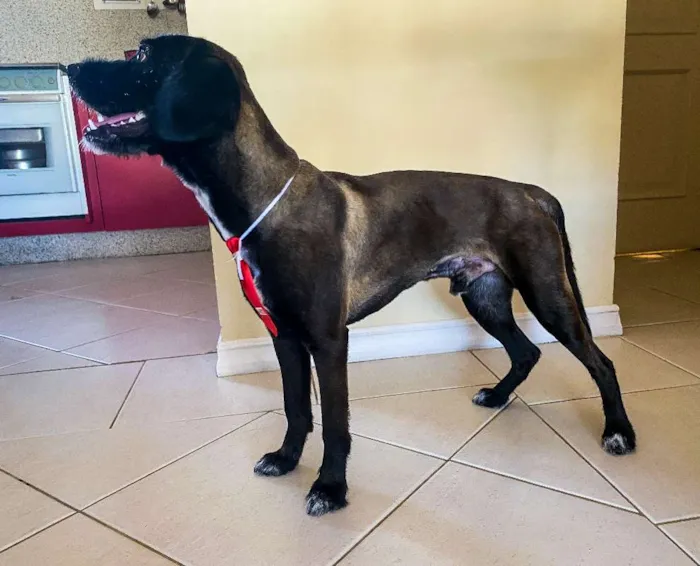 Cachorro ra a Viralata idade 7 a 11 meses nome ALEX
