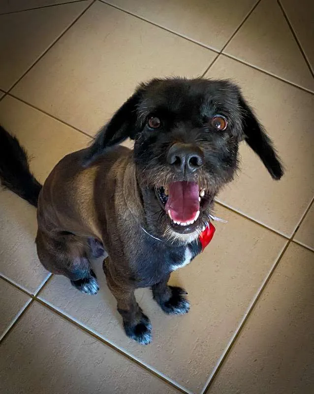 Cachorro ra a Viralata idade 7 a 11 meses nome ALEX