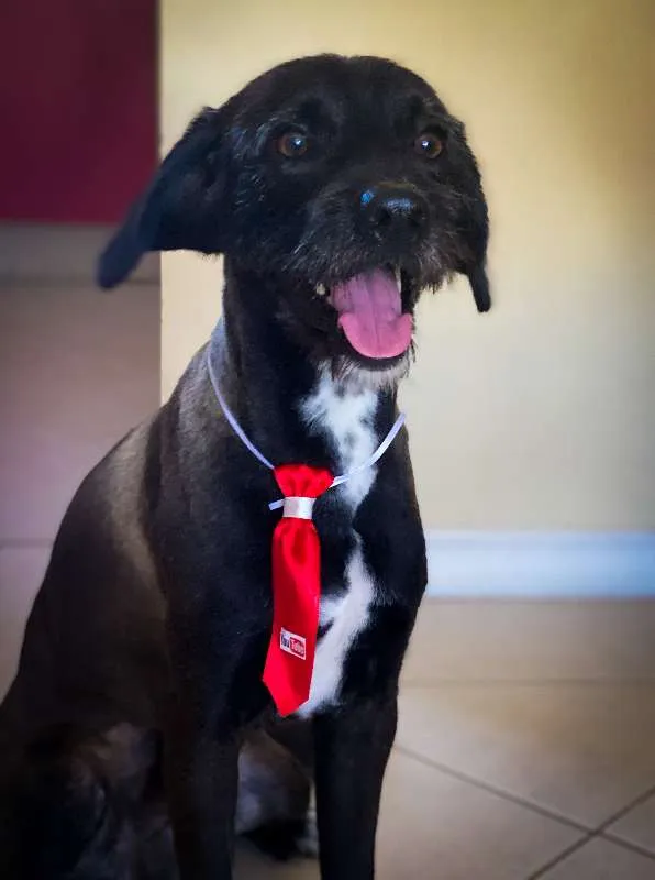 Cachorro ra a Viralata idade 7 a 11 meses nome ALEX
