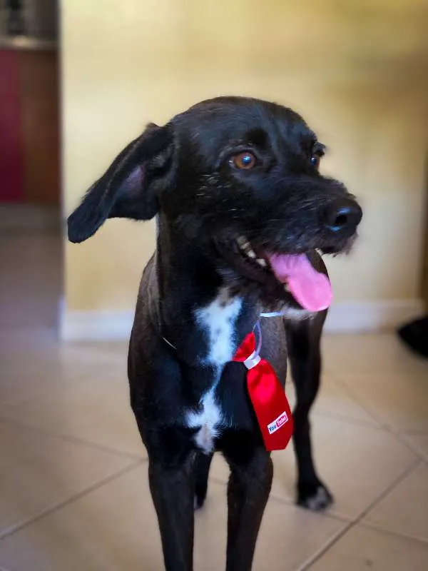 Cachorro ra a Viralata idade 7 a 11 meses nome ALEX
