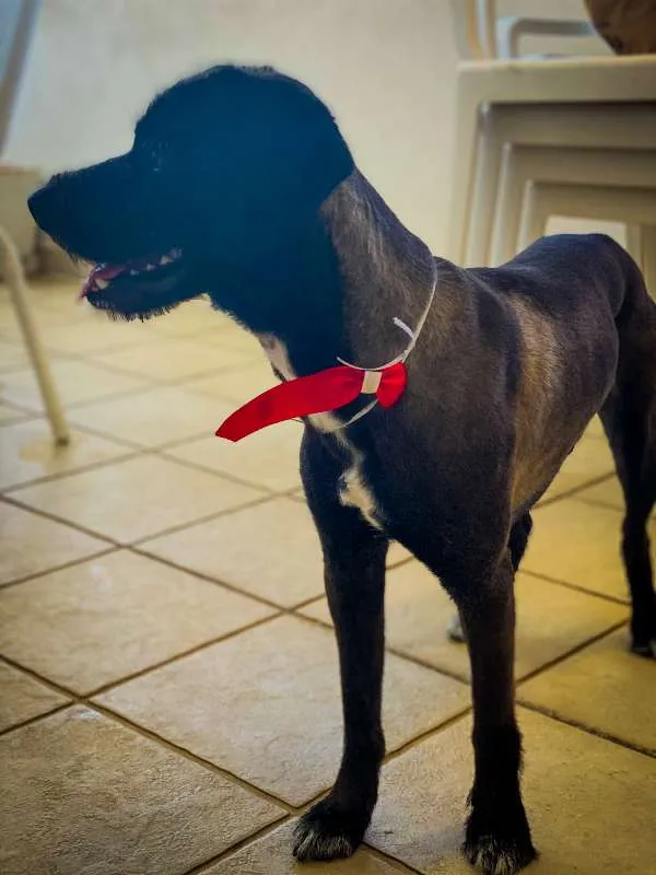 Cachorro ra a Viralata idade 7 a 11 meses nome ALEX
