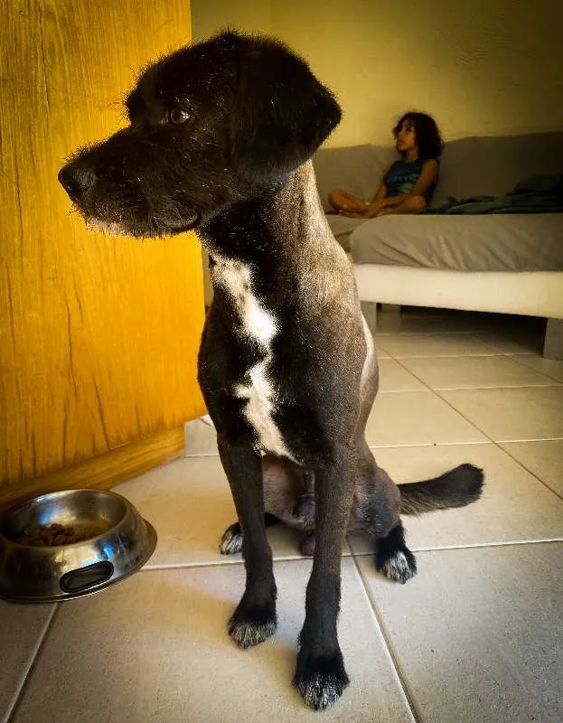 Cachorro ra a Viralata idade 7 a 11 meses nome ALEX
