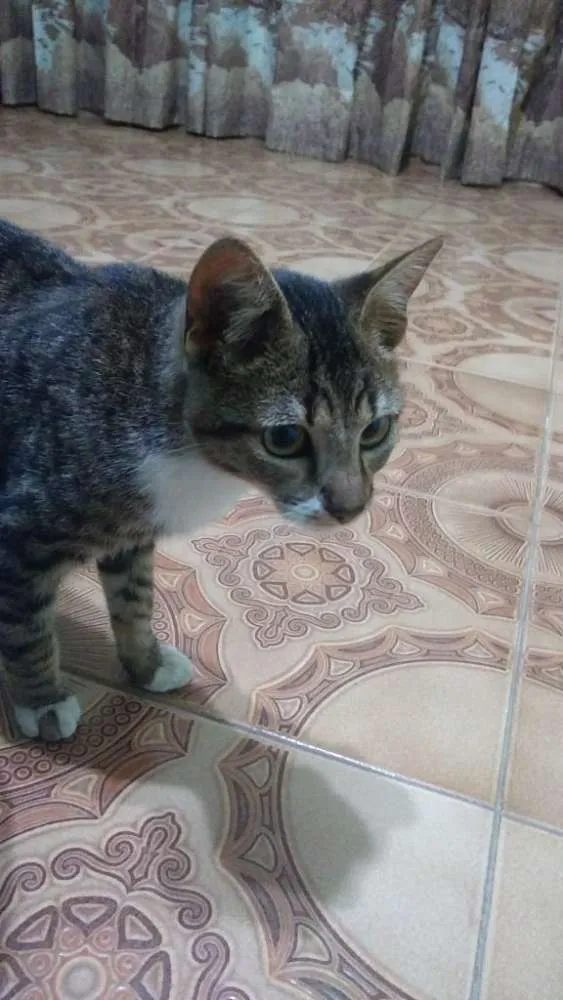 Gato ra a  idade 2 a 6 meses nome Taiga