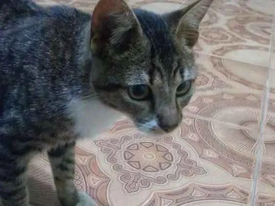 Gato ra a  idade 2 a 6 meses nome Taiga