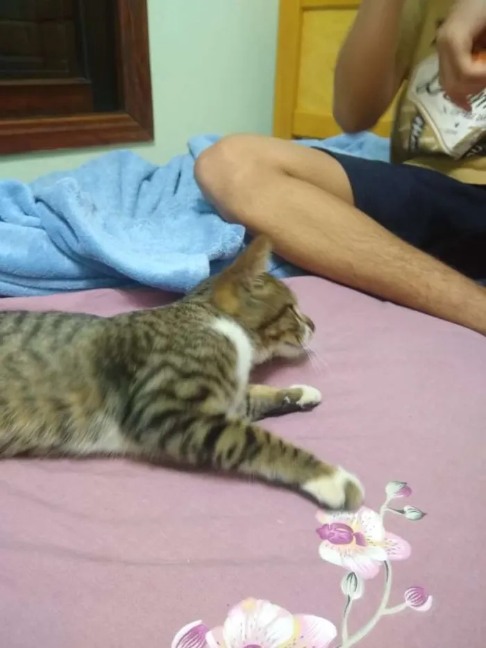 Gato ra a  idade 2 a 6 meses nome Taiga