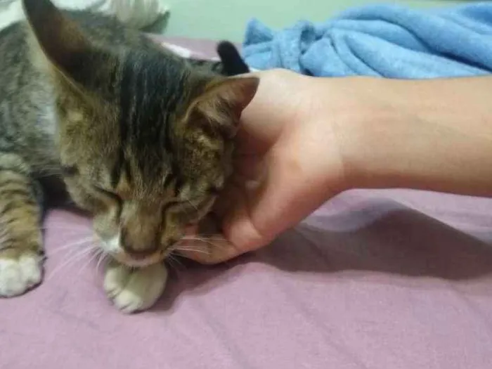 Gato ra a  idade 2 a 6 meses nome Taiga