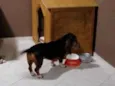 Molly