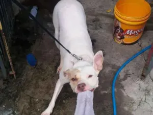 Cachorro raça Pitbull idade 4 anos nome Luna