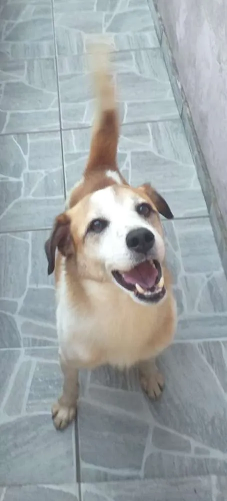 Cachorro ra a SRD idade 5 anos nome Nao sei