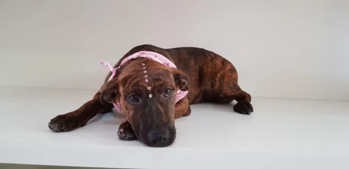 Cachorro ra a SRD idade 2 a 6 meses nome Catrina