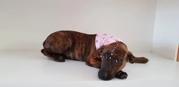 Cachorro ra a SRD idade 2 a 6 meses nome Catrina