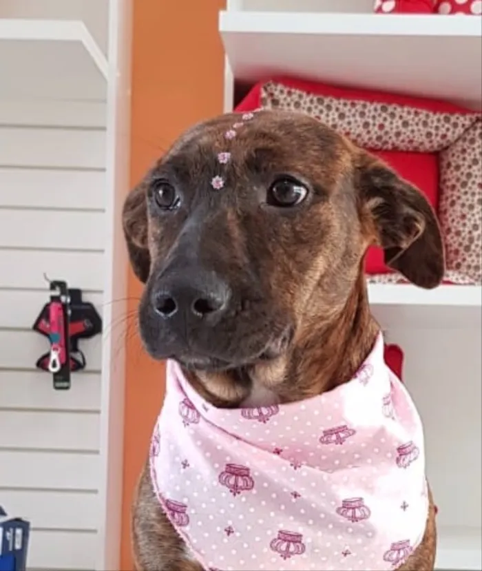 Cachorro ra a SRD idade 2 a 6 meses nome Catrina