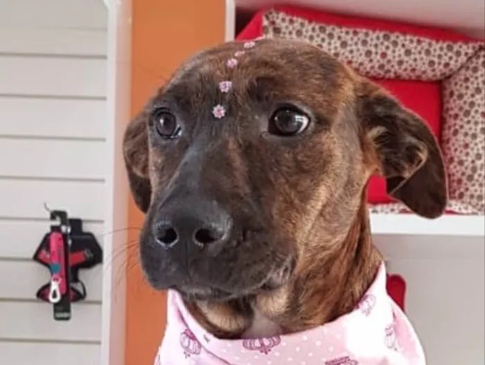 Cachorro ra a SRD idade 2 a 6 meses nome Catrina