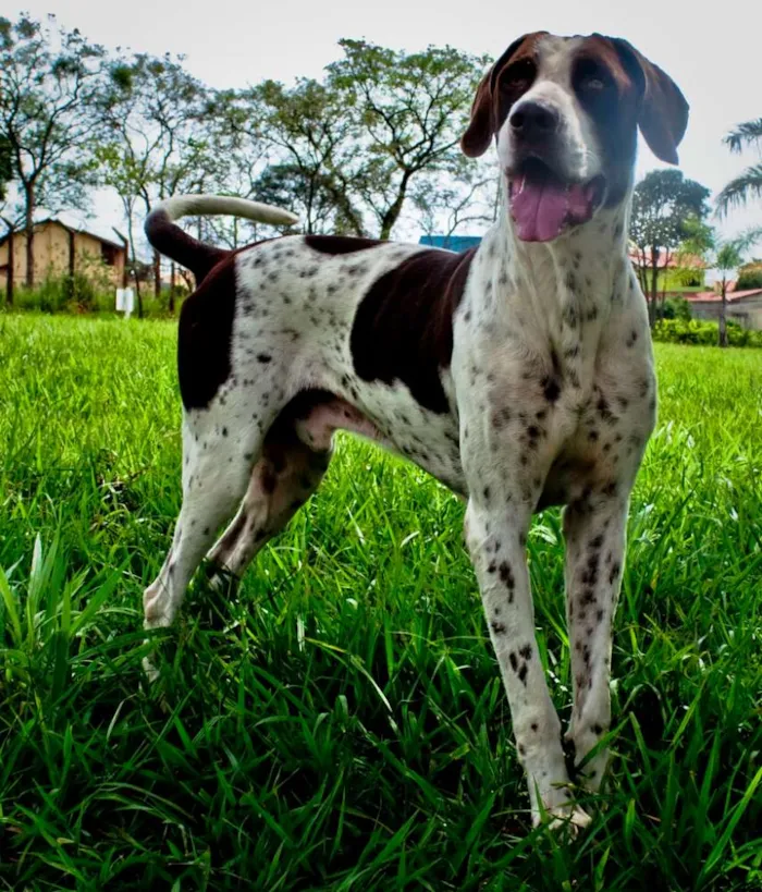 Cachorro ra a Perdigueiro idade 3 anos nome Prisioner