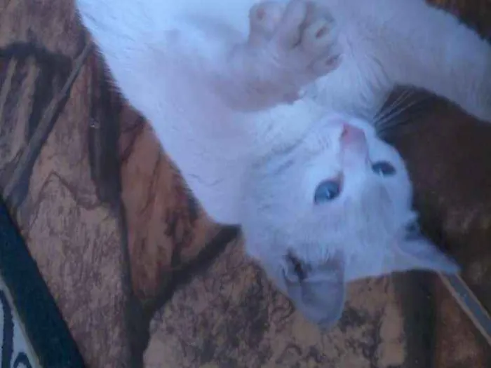 Gato raça Siamês idade 1 ano nome Marrentinha