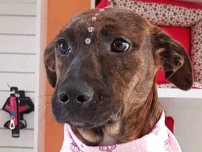 Cachorro ra a SRD idade 2 a 6 meses nome Catrina