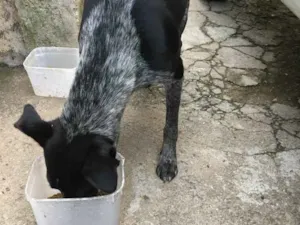 Cachorro raça Indefinida  idade  nome  Pretinha  