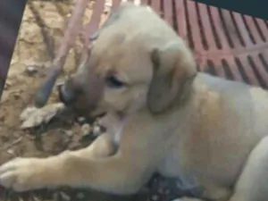 Cachorro raça SRD idade 2 a 6 meses nome Filhotinho