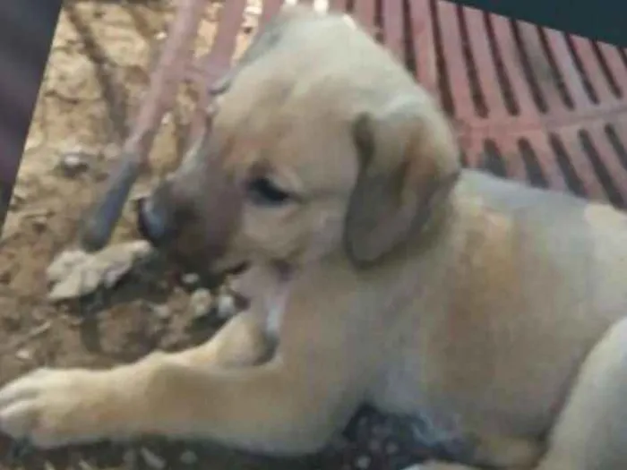 Cachorro ra a SRD idade 2 a 6 meses nome Filhotinho