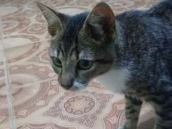 Gato ra a  idade 2 a 6 meses nome Taiga