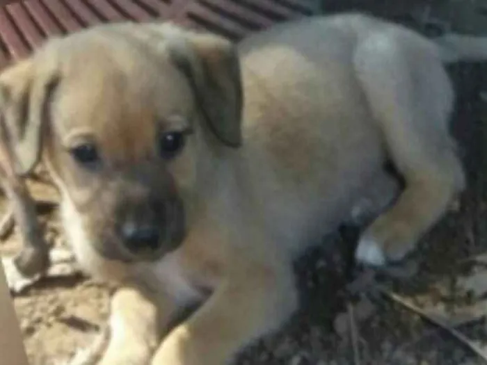 Cachorro ra a SRD idade 2 a 6 meses nome Filhotinho