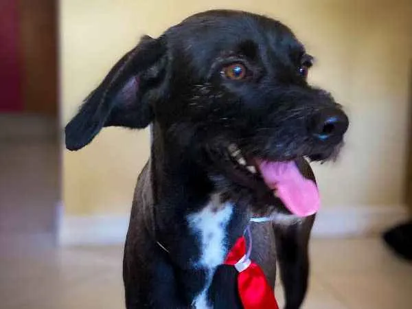 Cachorro ra a Viralata idade 7 a 11 meses nome ALEX