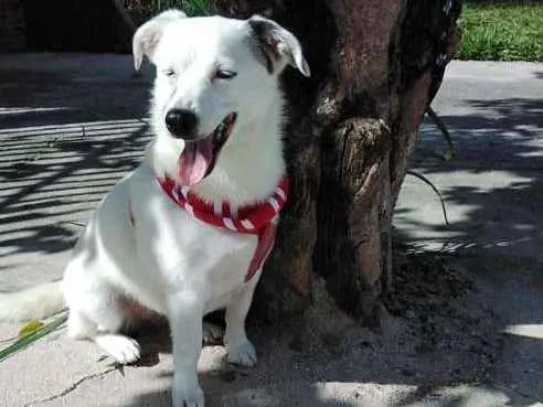 Cachorro ra a SRD idade 1 ano nome Cristal