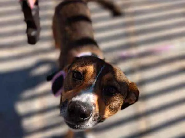 Cachorro ra a srd idade 1 ano nome Pipa