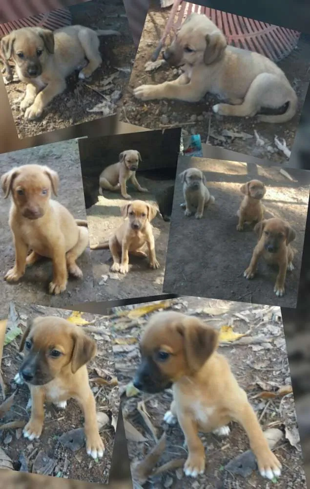 Cachorro ra a SRD idade 2 a 6 meses nome Filhotes para adoção