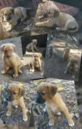 Filhotes para adoção
